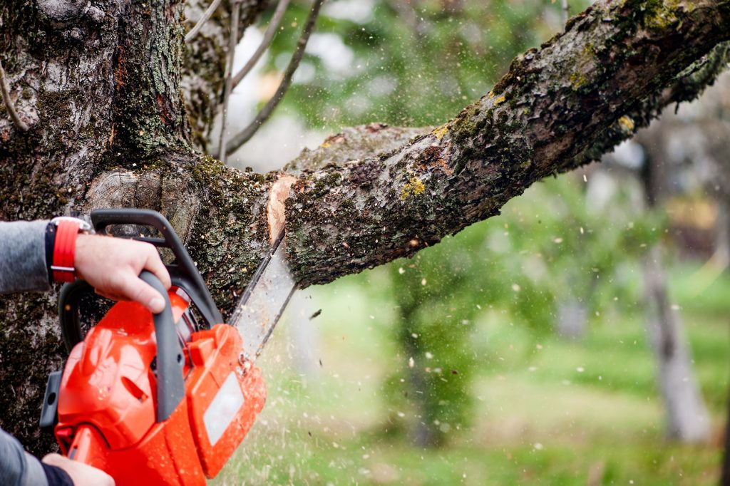 Urban Timber Tree Services