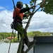 Tree service